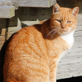 Boardwalk Cats Project