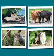 Alley Cat Allies Notecards