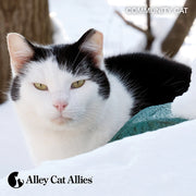 Donate to Protect More Cats and Kittens