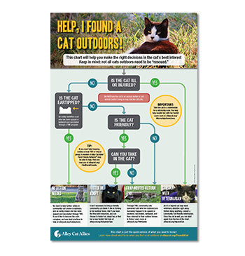 Help! I Found a Cat Outdoors