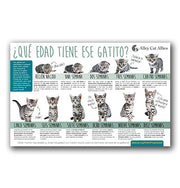 Que Edad Tiene ese Gatito?