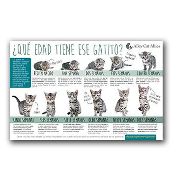 Advocacy Tools: En Español - 4