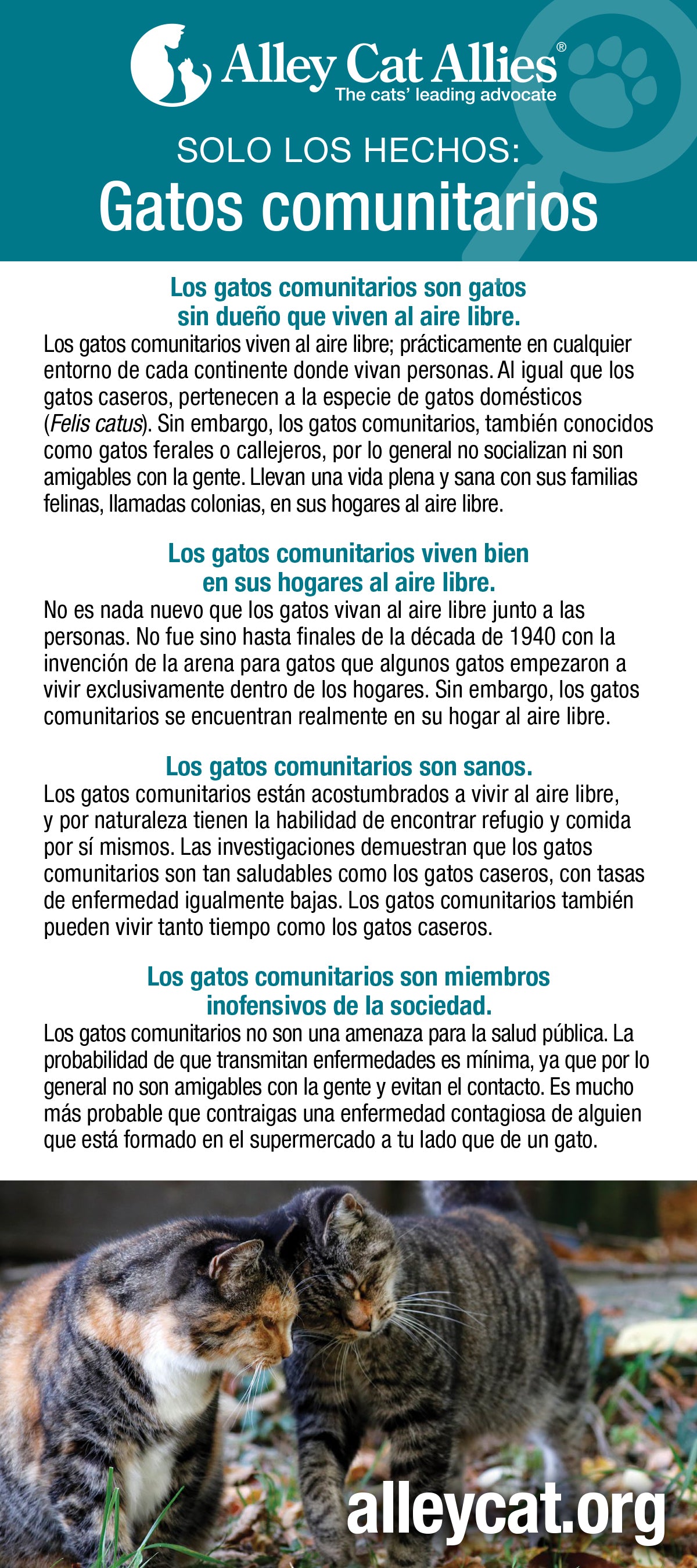 SOLO LOS HECHOS: Gatos comunitarios - 2