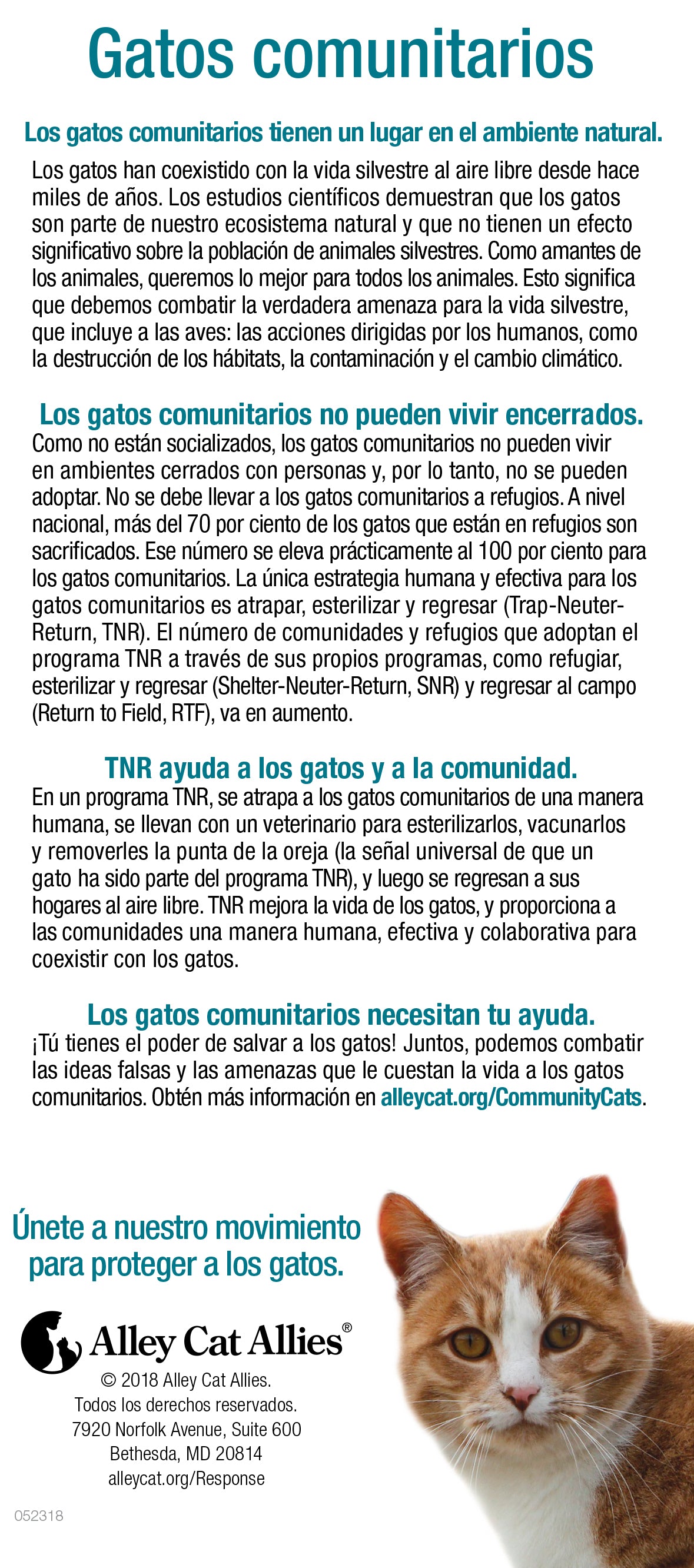 SOLO LOS HECHOS: Gatos comunitarios - 3