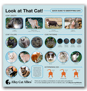 Look at That Cat! A Quick Guide to Identifying Cats Infographic Poster