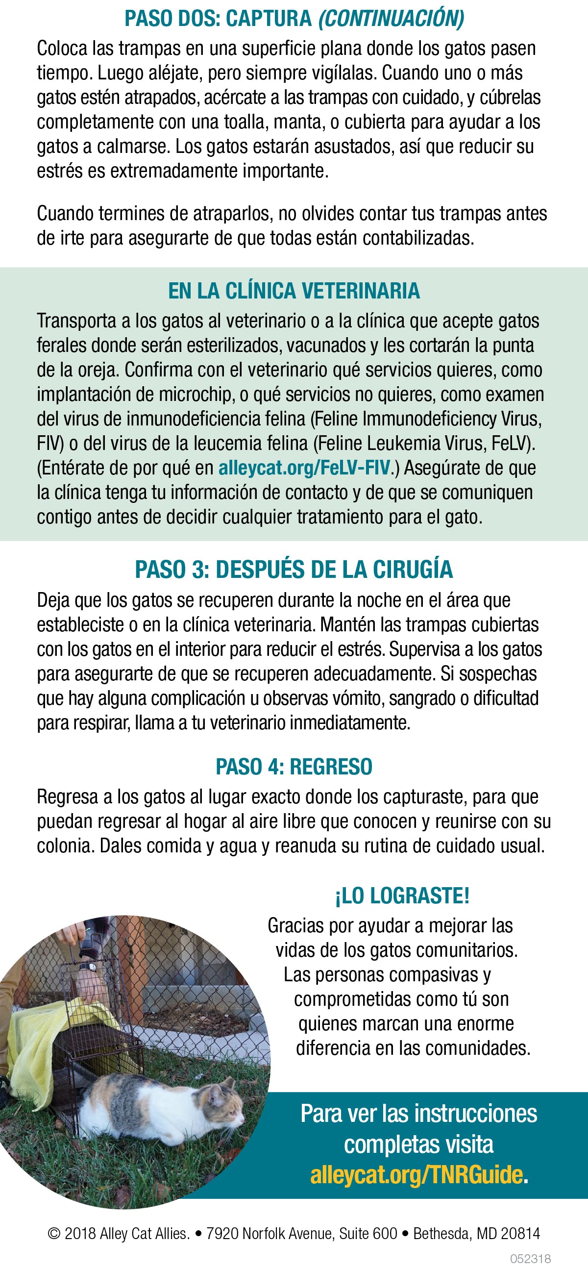 Atrapar, esterilizar y regresar (TNR) para gatos comunitarios: las bases - 3