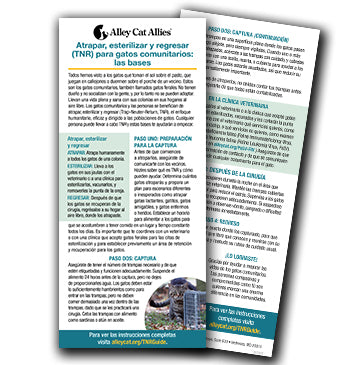 Atrapar, esterilizar y regresar (TNR) para gatos comunitarios: las bases